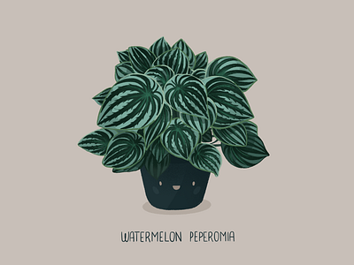 Watermelon Peperomia cute cute plant design digitalart doodle graphic graphic design graphicdesign green plant house plant illustration leaf peperomia plant plants procreate procreateapp watermelon