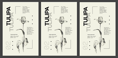 Flower Series - Tulipa flower poster poster design tulip tulipa type typography