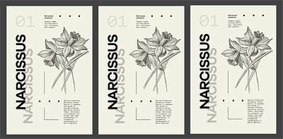 Flower Series - Narcissus daffodil flowers narcissus poster poster design type typography