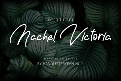 Nachel Victoria design display display font display type display typeface font font awesome font design font family logo monoline monoline font typeface