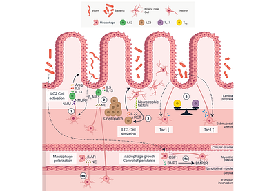 Five Different Interactions in the Intestine
