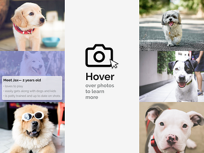 Tooltip | DailyUI087 animals dailyui dailyui 087 dailyui087 dailyuichallenge dogs hover hoverstate tooltip ui uichallenge uidesign