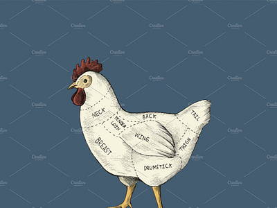 Different parts of a hen by rawpixel on Dribbble