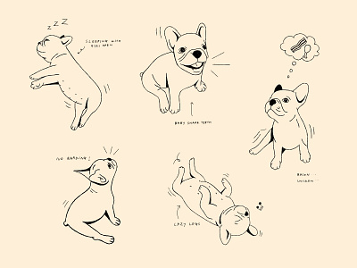 Frenchie art bulldog character design design dogs doodling drawing frenchbulldog frenchie illustration procreate puppy vector