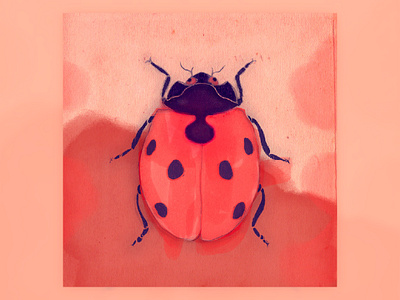 Ladybug adobe illustrator adobe photoshop illustration ilustrator