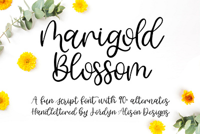 Marigold Blossom, Hand Lettered Script Font branding design font font design font designer hand lettered hand lettered font hand lettering logo script font typography vector