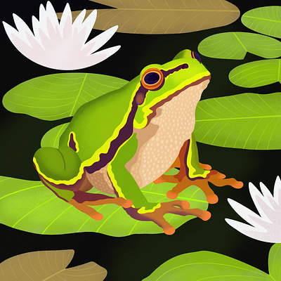 Lilypads animal books animals animals illustrated childrens books colorful design digital art editorial editorial illustration frog graphic art illustration illustrator logo nicole wilson wildlife