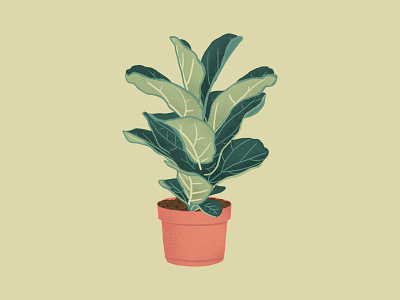 Fiddle Leaf Fig green illustration procreate texture