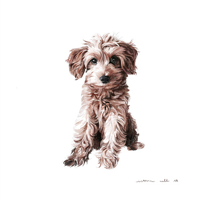 Poodle Toy animal artist commissioned digital drawing illustration illustration art ipadpro painting pet poodle toy portrait portrait painting realistic