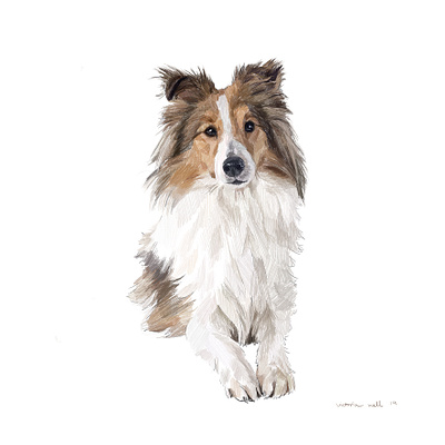 Collie animal collie color commissioned digital illustration illustration art ipadpro pet portrait portrait painting realistic