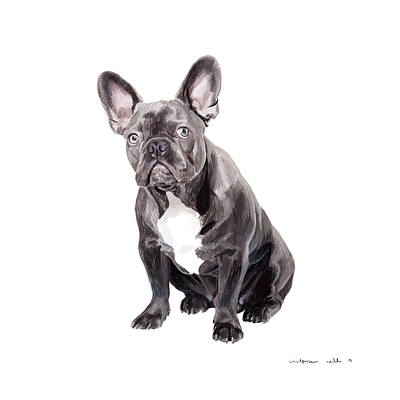 French Bulldog animal artist bulldog commissioned digital digital painting drawing frenchbulldog illustration illustration art ipadpro painting portrait painting realistic realistic drawing