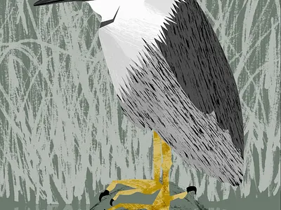 Screen Shot 8 45 40 PM bay bird birding camouflage endangered endangered species heron marsh nature night night heron preserve