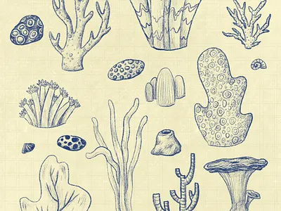 Coral Sketch Pattern book illustration character design characters childrens book childrens book illustration childrens illustration coral pattern coral reef coral reefs design drawing illustration illustrator pattern procreate sketch surface pattern surface pattern design textiles typography