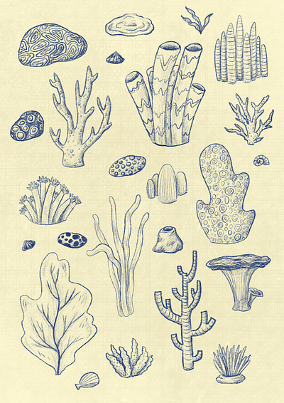 Coral Sketch Pattern book illustration character design characters childrens book childrens book illustration childrens illustration coral pattern coral reef coral reefs design drawing illustration illustrator pattern procreate sketch surface pattern surface pattern design textiles typography