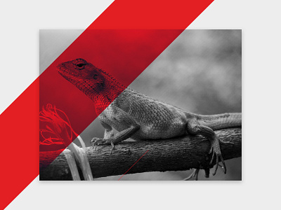 Bourse aqua-terra aqua terra black and white clean color colorful lezard poster red simple