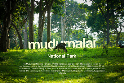 Mudhumalai National Park animal aplication art artwork dear design forest fresh green morning nature photography photoshop sunlight ux visual design wild animal