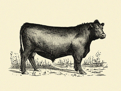 Bull agriculture angus animal beef bull classic cow farm food illustration livestock pen and ink restaurant spot traditional