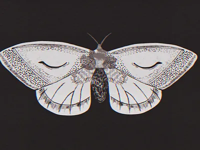 Butterfly animation design flat illustration illustration art illustrations photoshop short film