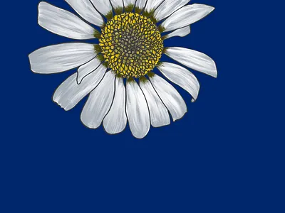 Daisy daisy fleur floral flower illustration marguerite nature procreate
