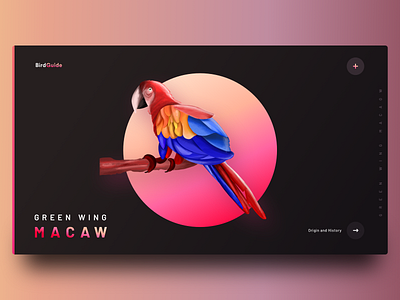 Bird Guide web exploration (Dark mode) application battery bird bird illustration dar gradient guide guides illustration ipad landing macaw neel night prakhar procreate sharma trend view website