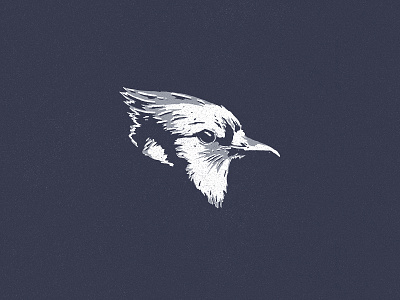 Blue Jay art bird bird logo blue jay character design icon illustration logo print retro texture vintage