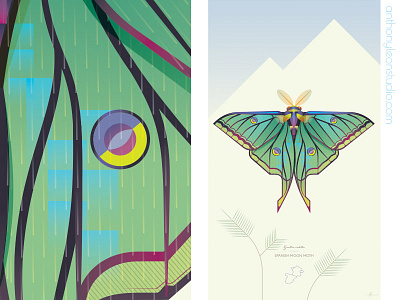 spanish moon moth anthony leon studio anthonyleonstudio design illustrator art insect moonmoth mothart posterdesign spanishmoonmoth vector