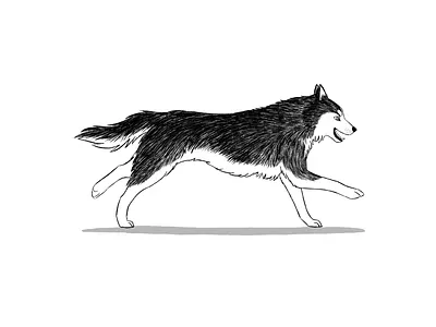 Husky digital art dog dog art dog illustration husky inktober procreate siberian husky