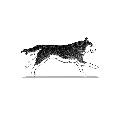 Husky digital art dog dog art dog illustration husky inktober procreate siberian husky