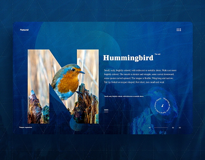 Hummingbird webdesign