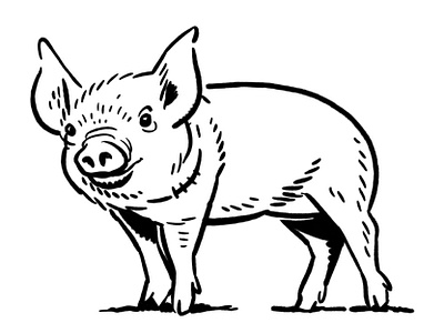 piglet adobe design graphic illustration illustrator pig piglet shot vector