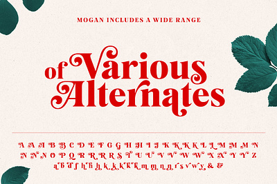 Mogan Font + Extras beautiful bold fonts calligraphy fonts curved elegant fonts font font design font family fonts fonts collection lettering fonts logo fonts luxury fonts modern calligraphy modern fonts script fonts serif fonts stylish fonts typeface typography