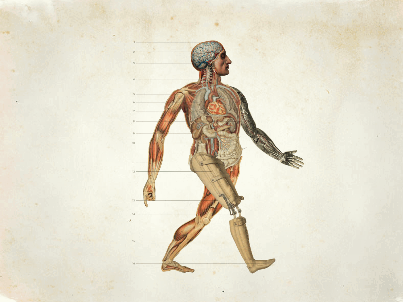 Inside Man animation animation 2d antomy bones character collage collage art design duik heart medical app motion design poster art vintage