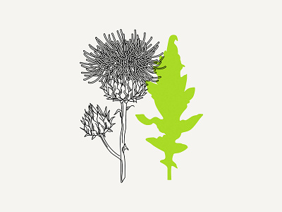 Creeping Thistle blackandwhite blossom botanical botanical art botanical illustration design drawing floral flower flower illustration illustration thistle vector