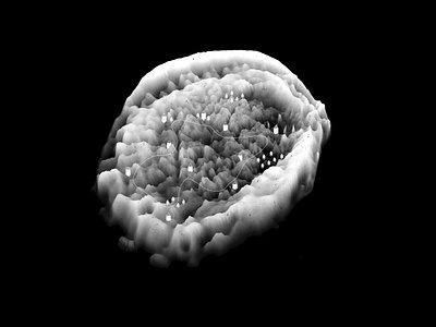 Shell illustration mountains philosophy photoshop poetics of space procreate shell