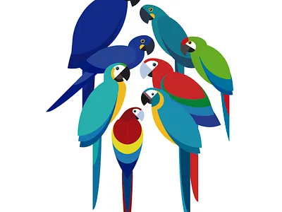 Macaws aves birds feather flat illustration tropical vector wildlife
