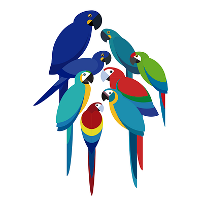 Macaws aves birds feather flat illustration tropical vector wildlife