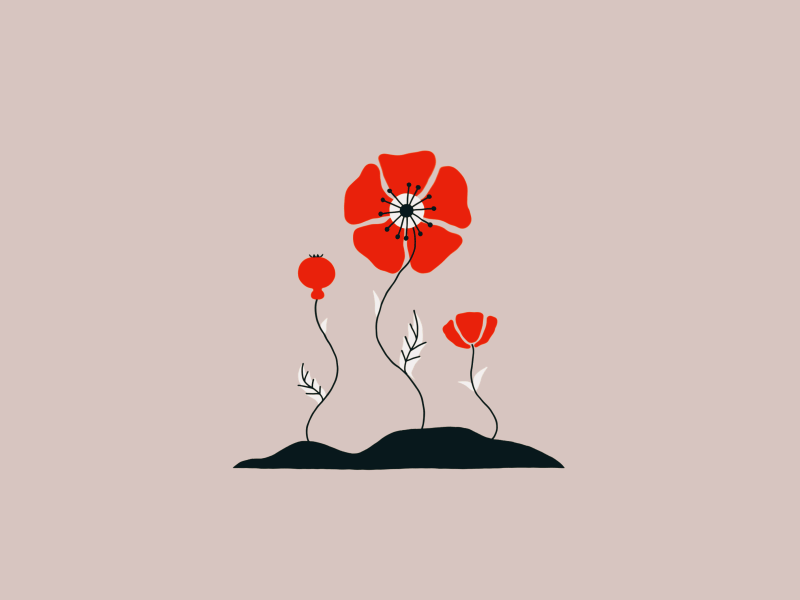 Poppy after effects animation botanical duik filippo marchetti flower illustrator leaf motion design motion graphics nature orange wedge orangewedge pink plant poppy red swaying tree