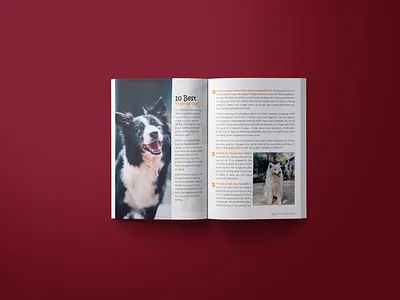 Dog Training Book Layout Design. book layout design brochure design design graphic interior layout design print design