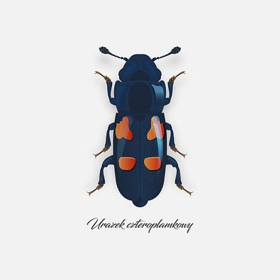 Glischrochilus quadripunctatus beetle bug illustration illustrator