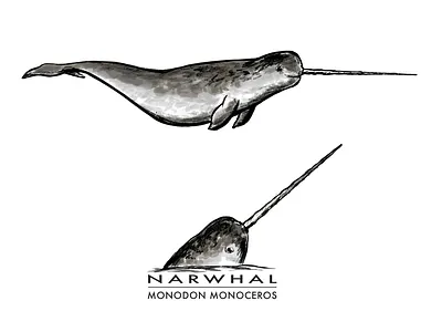 Narwhal tshirt Graphics cartoon digital colouring digital illustration digital inking digital painting illustration narhwal sketch t shirt graphic