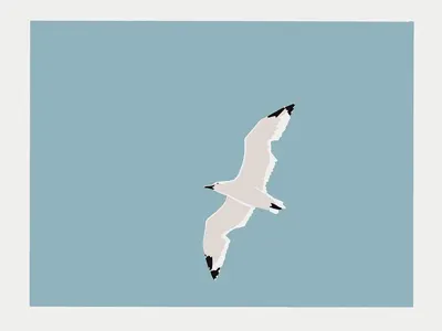 Seagull illustration procreate seagull sky