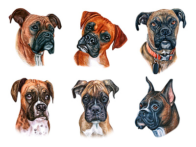 Boxer animal childrens illustration cute dog dog illustration draw drawing fun funny illustration pet pets puppy watercolor watercolor art