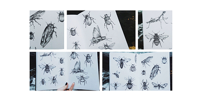 insects sketches atmosphere atmosphere illustration botanical illustration concept darkness design drawing illustration insects light magic sketchbook sketching