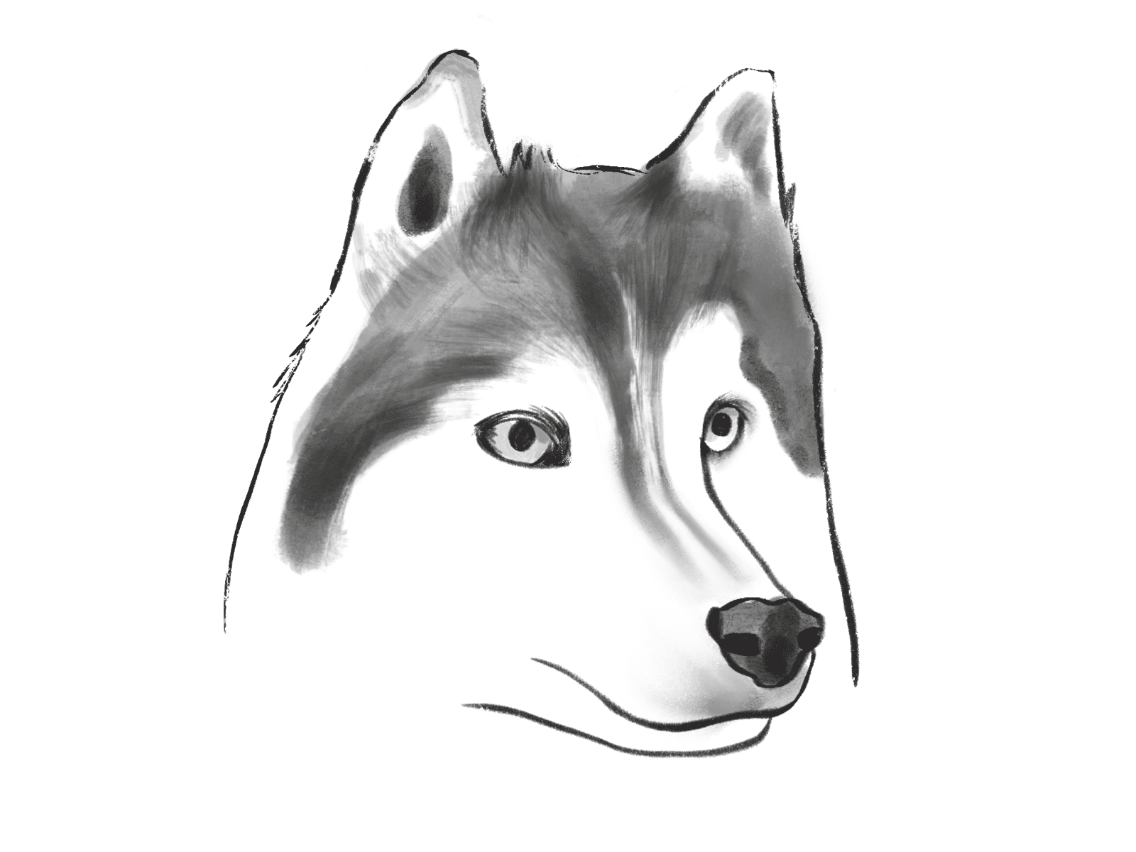 Husky 2d animation animation blink digital art dog doggo drawing husky illustrated illustration illustrative inktober inktober2019 ipad pro procreate sketch