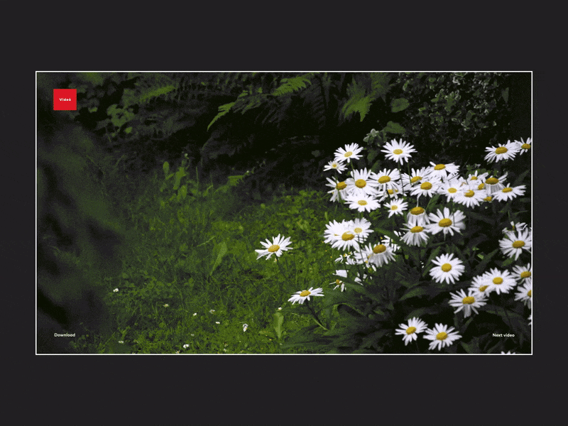 VIDEO HOSTING | MOTION | FEDOROV DESIGN after effects aftereffects animation brutalism clean concept digital figma flat gif landing page minimal minimalism motion ui ux video webdesign website