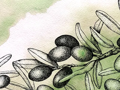 olivescard design illustration графика оливки