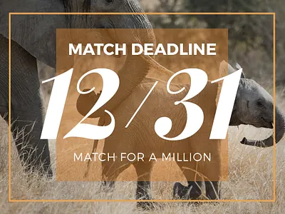 african wildlife foundation