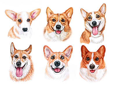 Corgi animal corgi dog dog illustration dogs draw illustration pet pets puppy watercolor