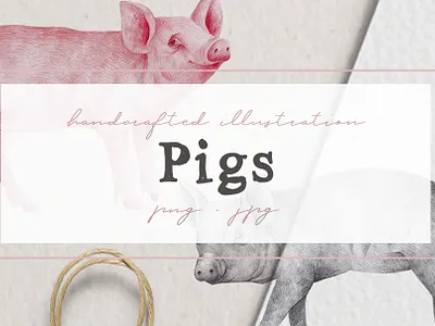 Hand drawn Pigs Illustrations illustration nantiaco graphics pig clipart piglets