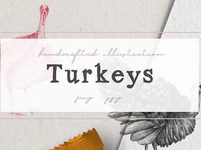 Hand drawn Turkeys Illustrations nantiaco graphics turkey artwork turkey illustration
